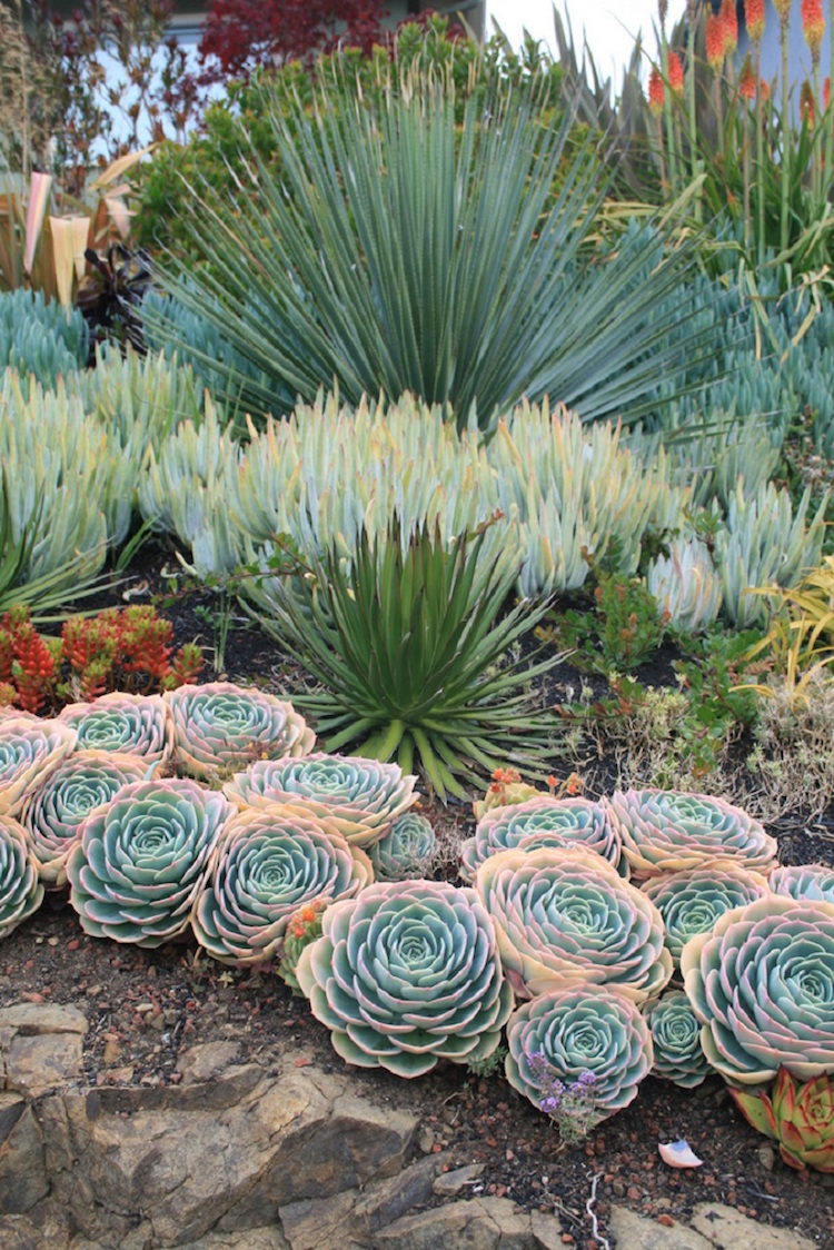 Plantes grasses rustiques