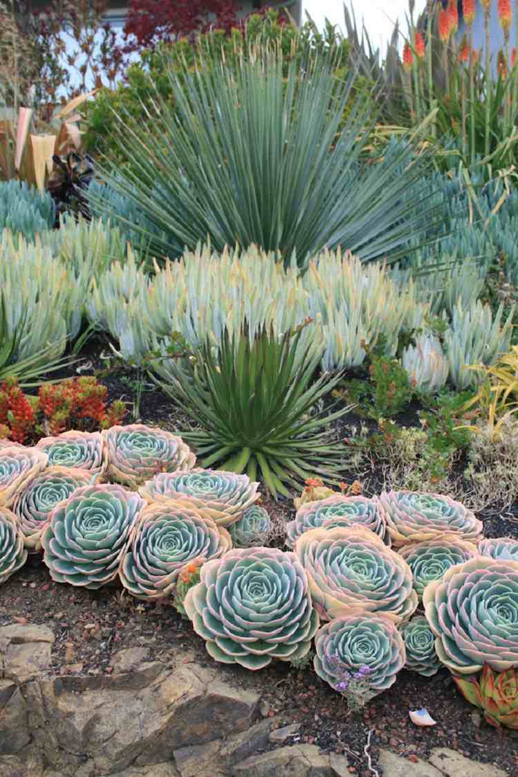 plantes-grasses-extérieur-espèces-grande-taille