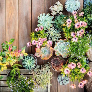 plantes succulentes exterieur deco vegetale jardin