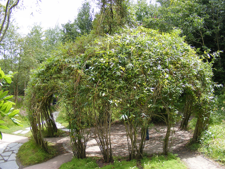 Structure végétale en saule tressé 20 idées de déco de jardin vivante