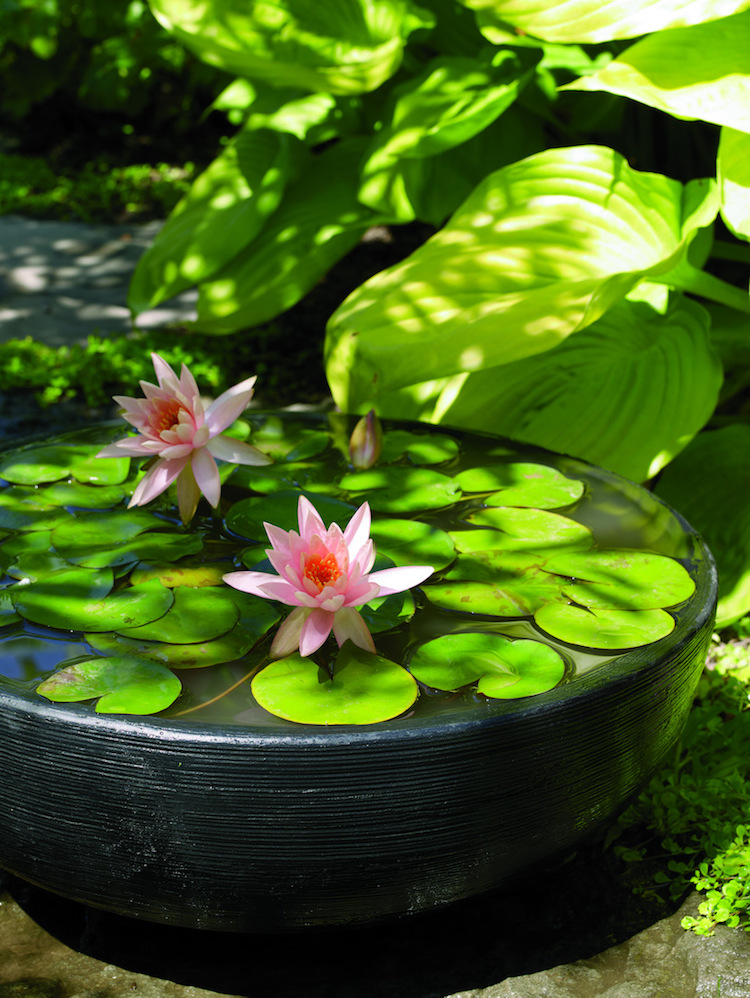 Cr er un mini  jardin  aquatique  conception flore et 