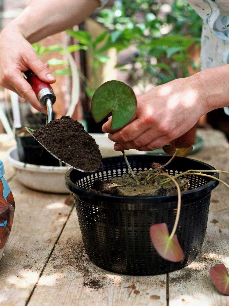 mini-jardin-aquatique-conseils-utiles-plantation-plantes-aquatiques