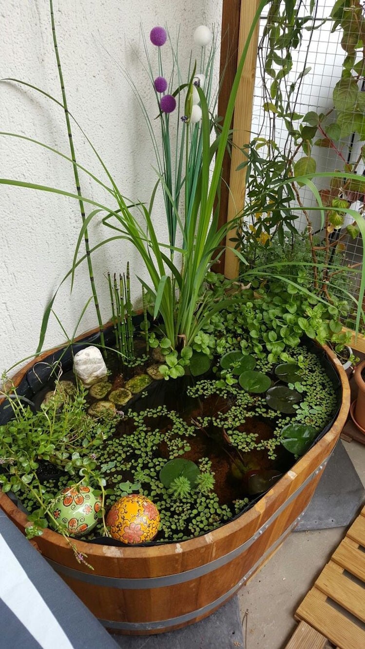 mini-jardin-aquatique-contenant-bois-variétés-plantes-aquatiques