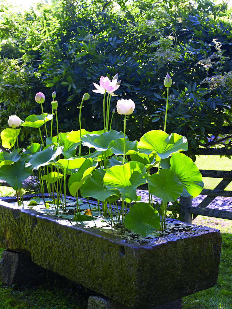 mini-jardin-aquatique-contenant-rectangulaire