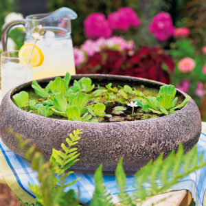 mini-jardin-aquatique-décoratif-centre-table-vivant