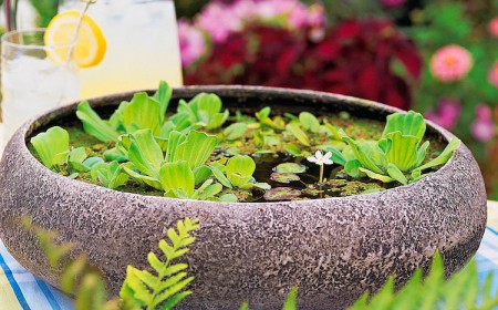 mini-jardin-aquatique-décoratif-centre-table-vivant