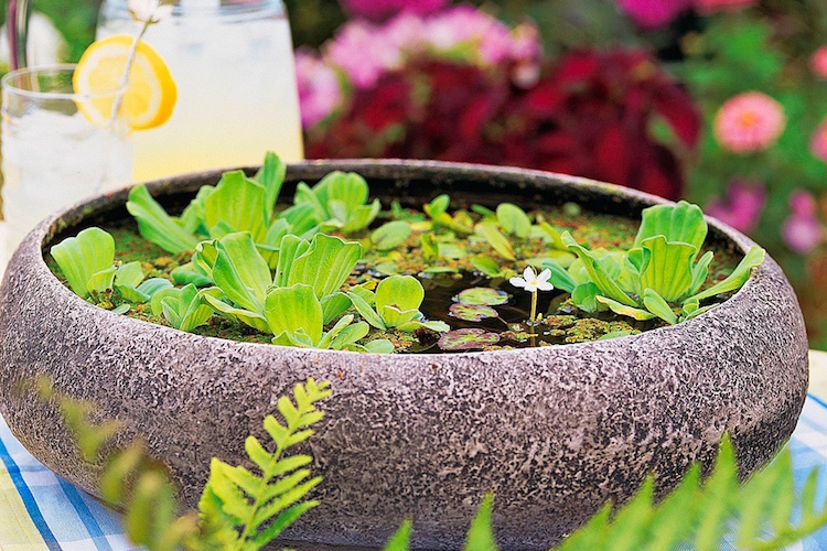 mini-jardin-aquatique-décoratif-centre-table-vivant