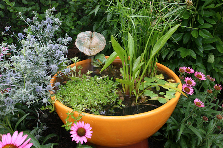 mini-jardin-aquatique-pot-plantes-aquatiques-idée-déco-jardin