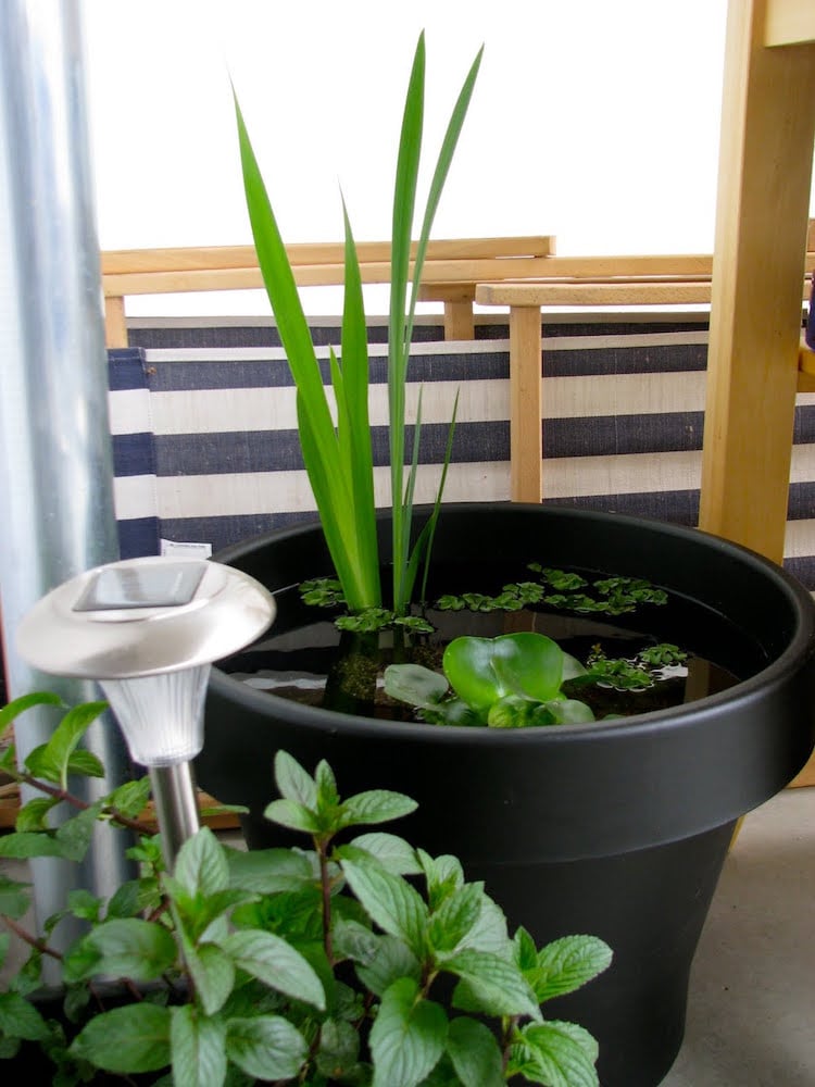 mini-jardin-aquatique-pot-variétés-plantes-aquatiques