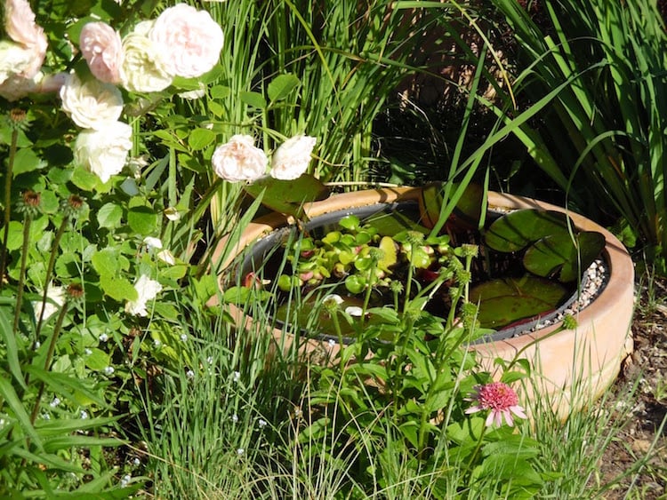 mini-jardin-aquatique-style-nature-nénuphar-vivaces