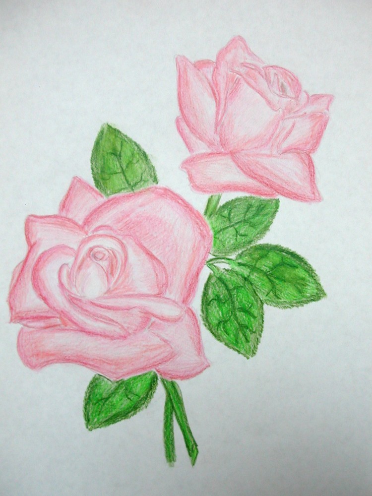 fleur-dessin-rose-coloration-idées