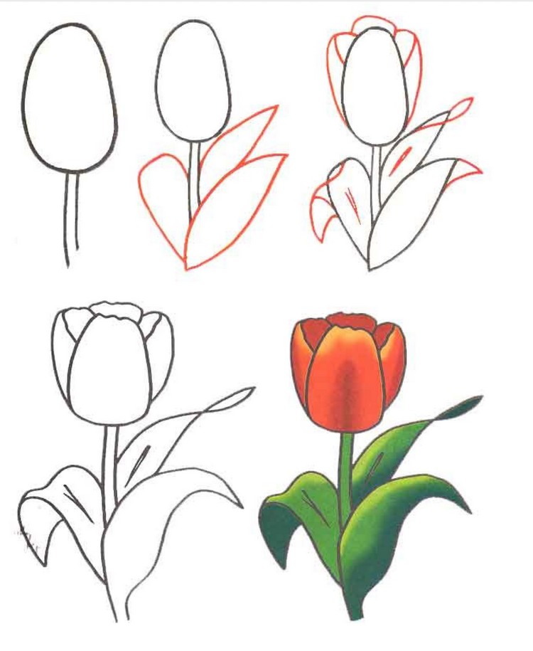 fleur-dessin-tulipe-idées