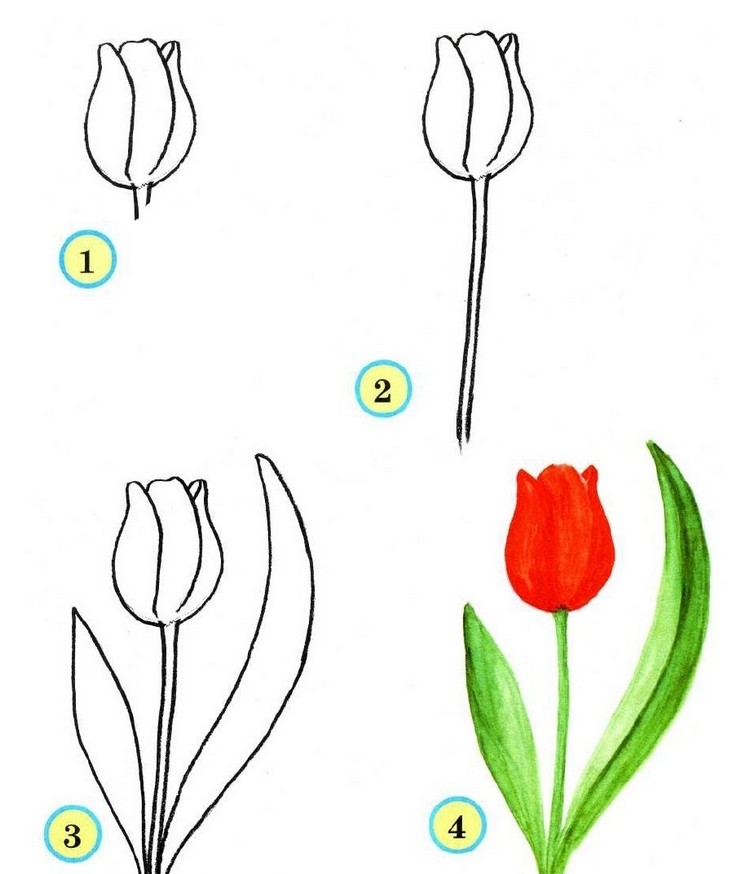 fleur-dessin-tulipes-étapes