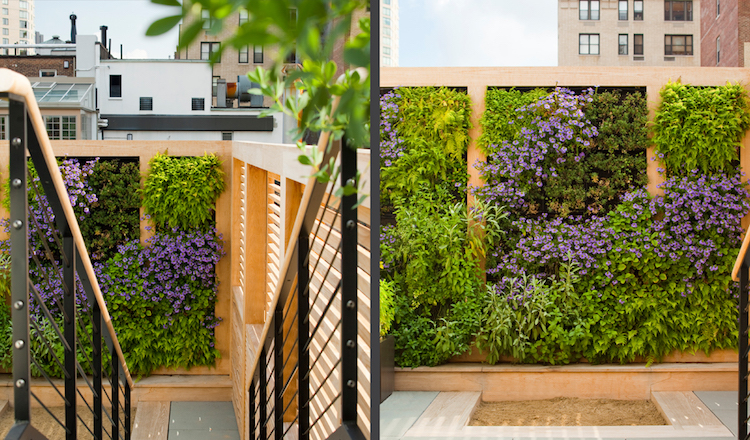 mur végétal extérieur moderne-plantes-vivaces-fleurs