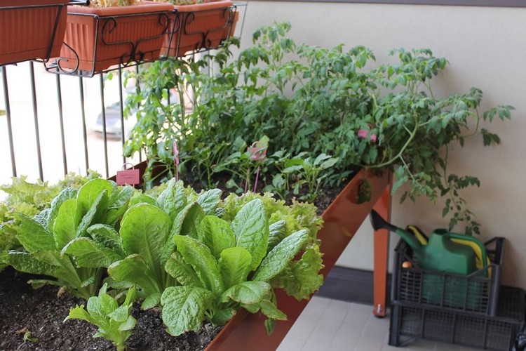 potager de balcon idées-légumes-culture