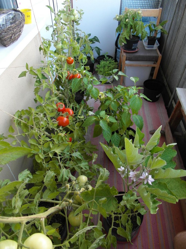 potager-balcon-idées-légumes-pot