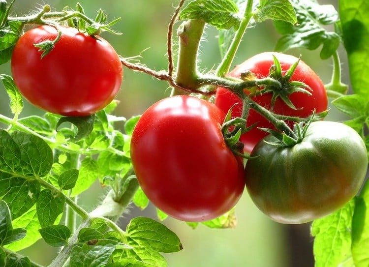 potager-balcon-légumes-tomates