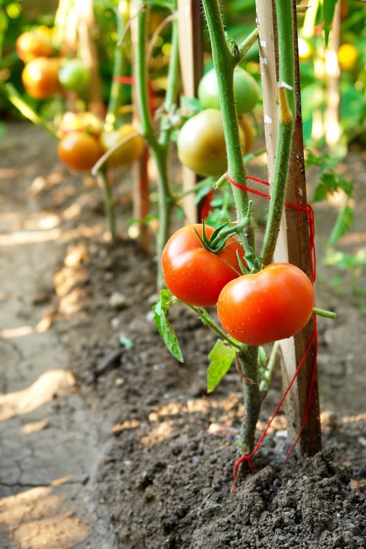 tuteurs-tomates-branchages-bois-pieds-tomates