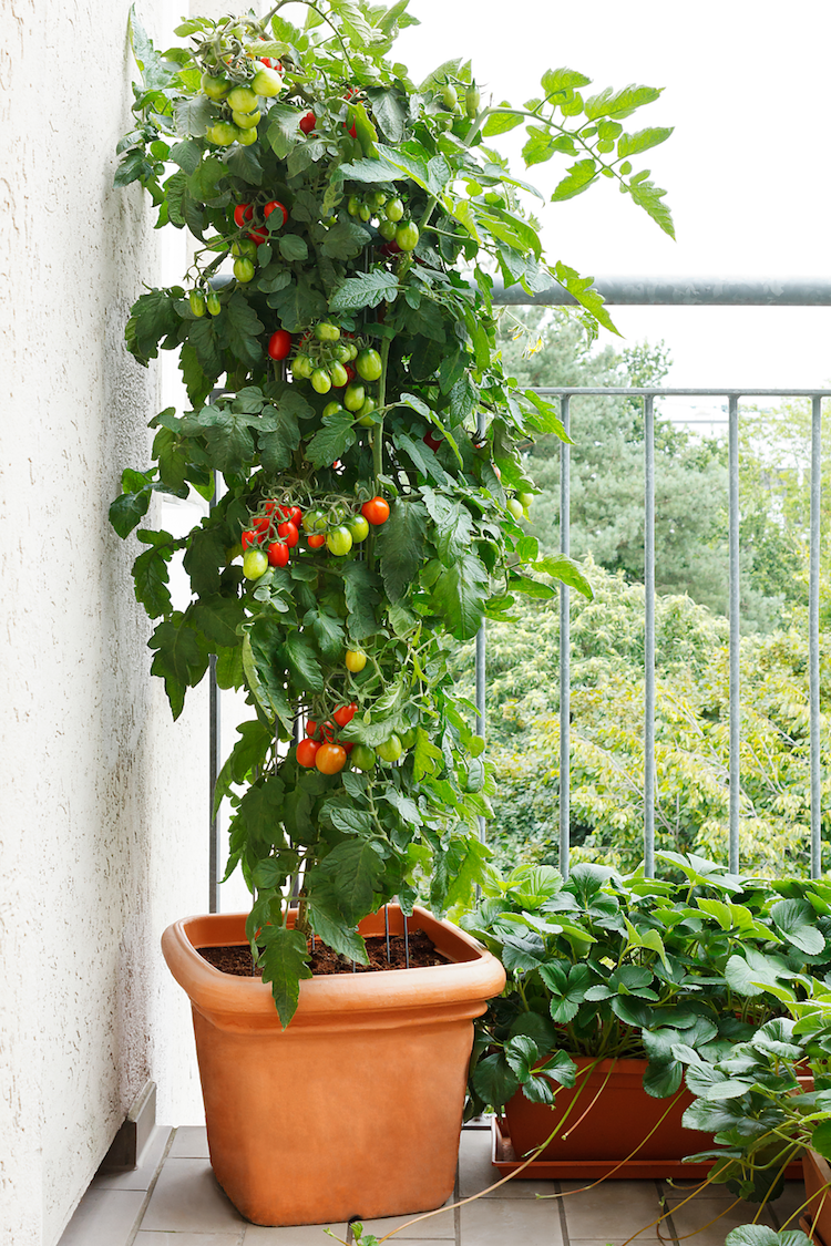 tuteurs-tomates-métal-adapté-tomates-pot-balcon