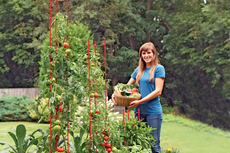 tuteurs-tomates-métal-design-moderne