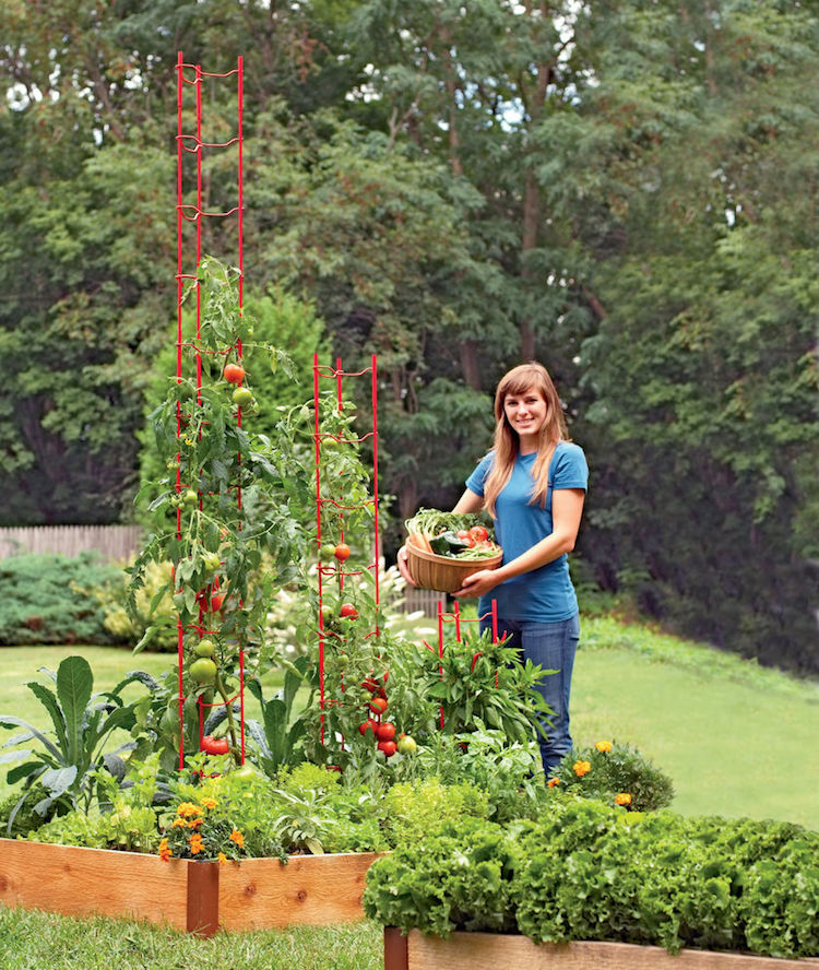 Tuteurs à Tomates Treillis Faits Maison – Types, Conseils Et Astuces