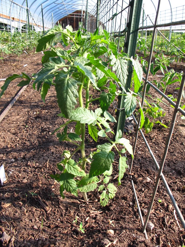 tuteurs-tomates-treillis-métal-jeunes-plantes-vue-près