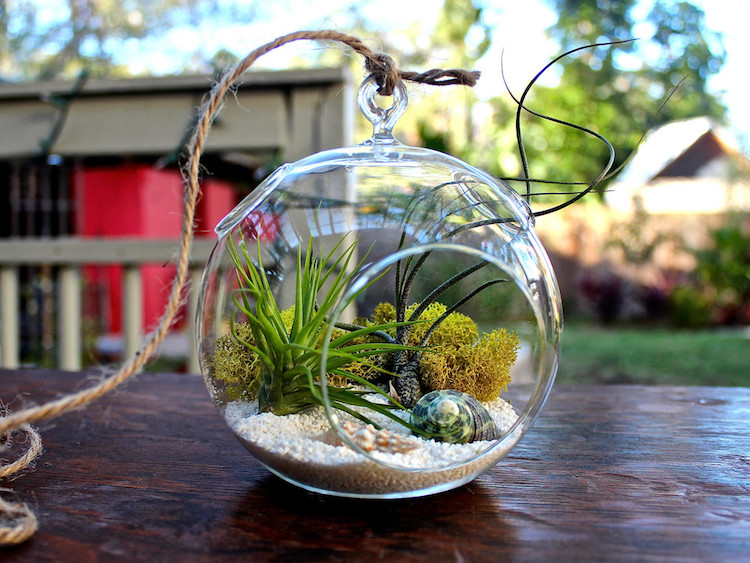 terrarium-plante-aérienne-boule-verre-suspendre