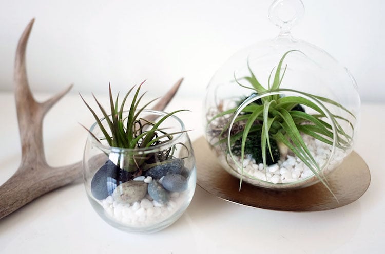 terrarium plante aérienne-récipient-verre-déco-cailloux