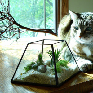 terrarium-plante-grasse-sable-déco-coquillages-centre-table