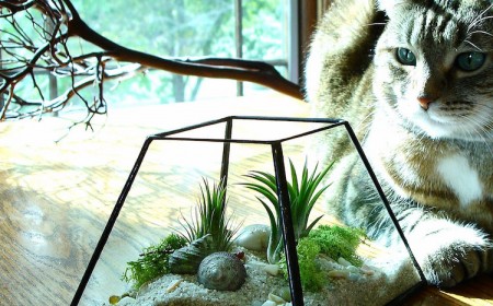 terrarium-plante-grasse-sable-déco-coquillages-centre-table