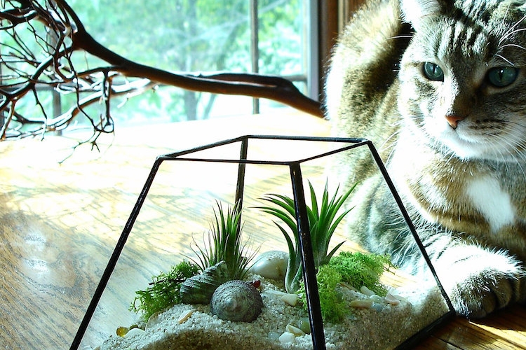 terrarium-plante-grasse-sable-déco-coquillages-centre-table