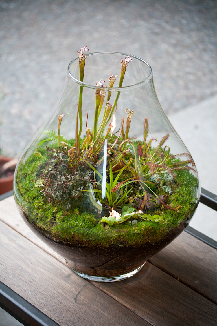 terrarium-plante-intérieur-vase-verre-plantes-mousse-fleurs
