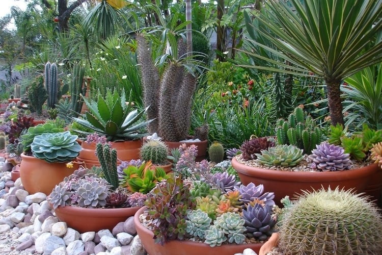 Jardin. Créez votre mini-jardin de plantes grasses
