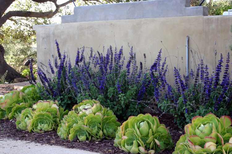 plantes-grasses-extérieur-décoration-mur