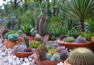 plantes-grasses-extérieur-idées-cactées
