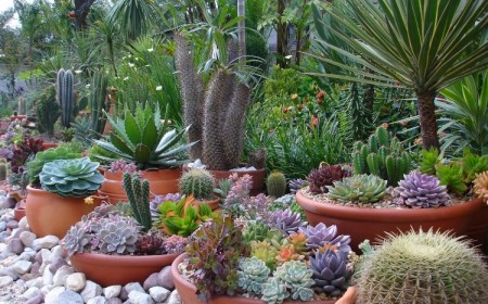 plantes-grasses-extérieur-idées-cactées