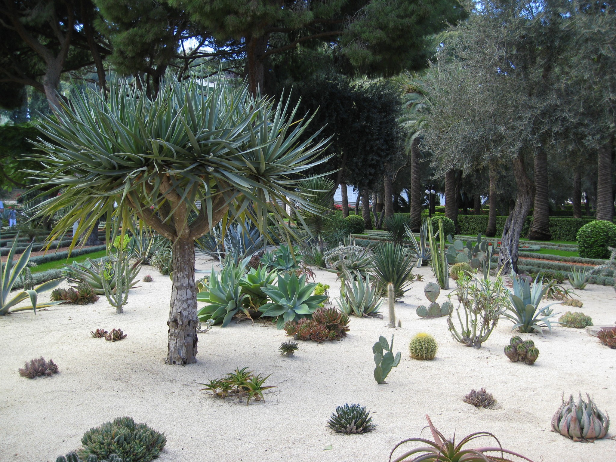 plantes-grasses-extérieur-mini-jardin-bahai