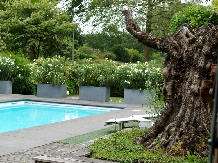 aménagement-jardin-paysager-moderne-jardinières-grises-piscine