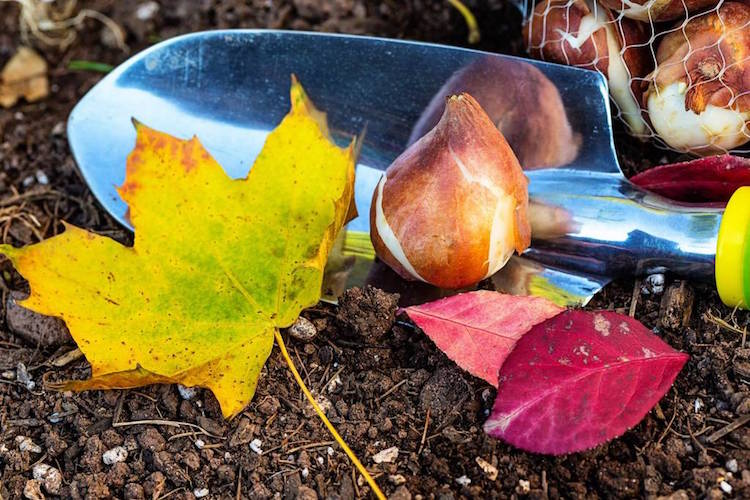 entretien jardin automne outils-jardinage-bulbe-feuilles-automne