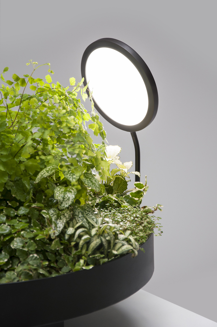 plante verte d'intérieur peu de lumière pot rotatif lampe DEL