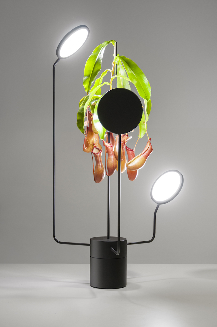 plante verte d'intérieur peu de lumière support lampes DEL