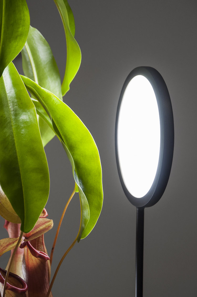 plante verte d'intérieur peu de lumière tois lampes LED