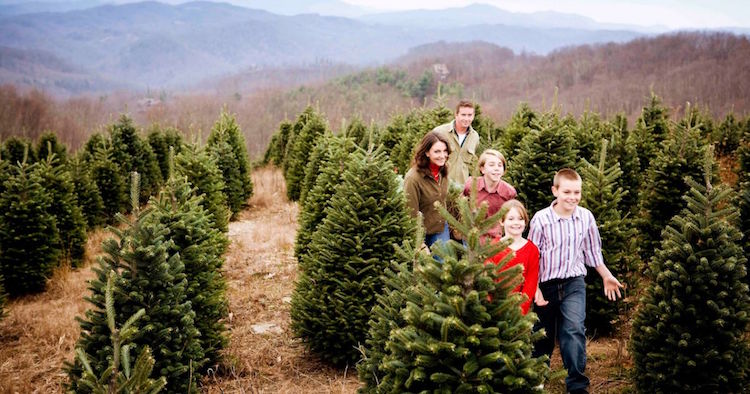 comment choisir son sapin de Noel naturel tradition famille