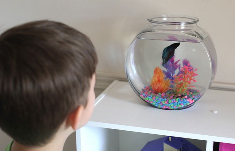 idée cadeau Noël garçon 12 ans enfants curieux cadeaux aquarium poisson beta