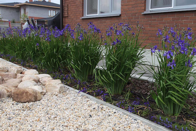 bordure jardin ciment allee pietonne gravier concasse fleurs iris