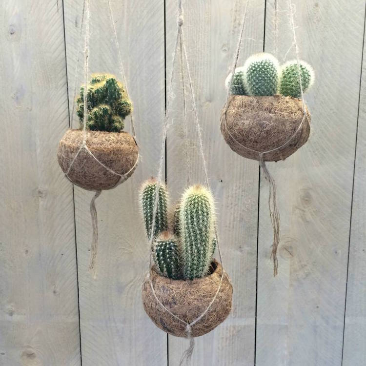 kokedama cactus boules matériaux naturels