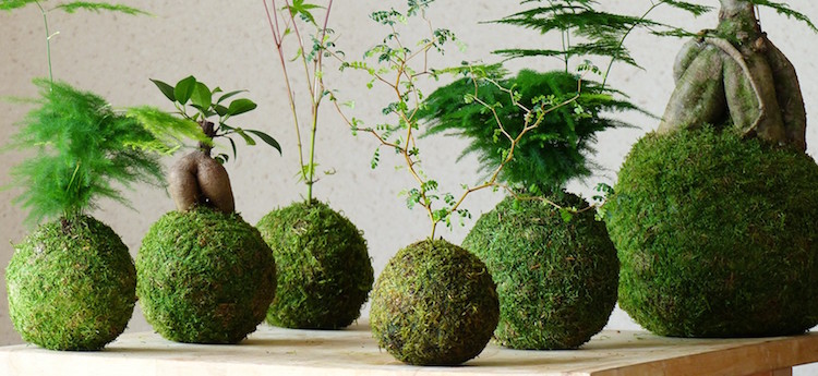 kokedama originaux mousse bonsai fougère