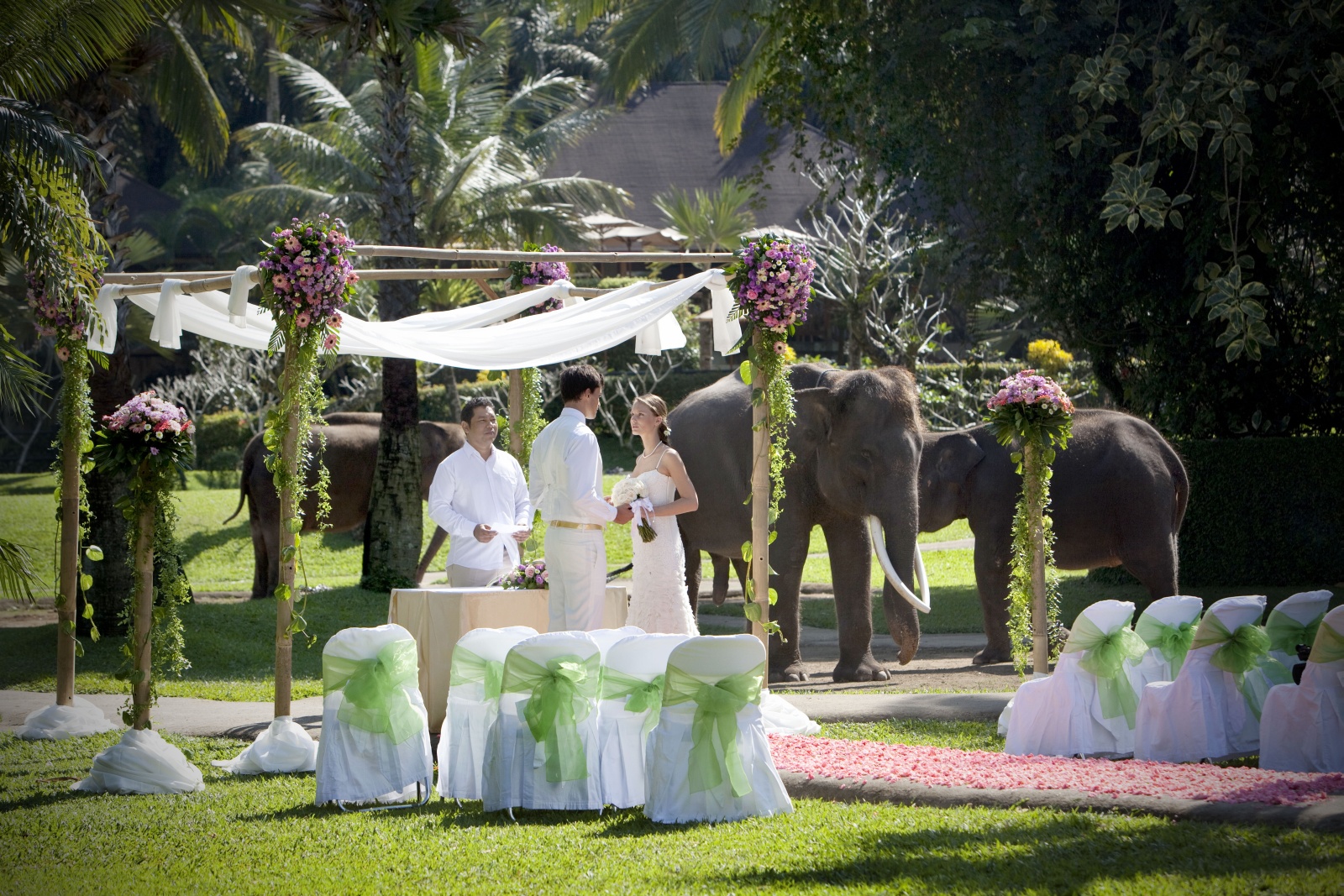 mariage original zoo éléphants