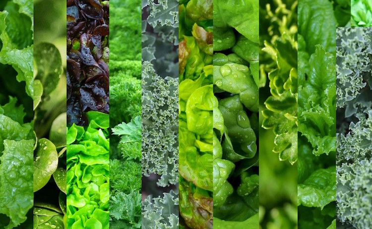 salades vertes permises dans le régime Thonon