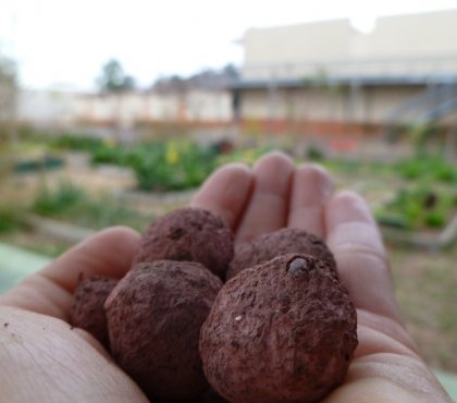 fabriquer des bombes à graines et les lancer au jardin